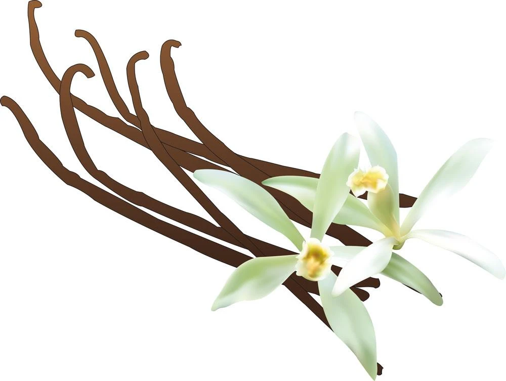 Vanilla Vanilla