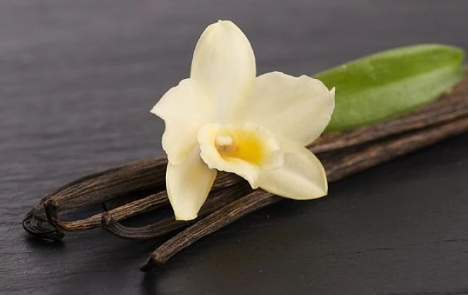 Vanilla Vanilla